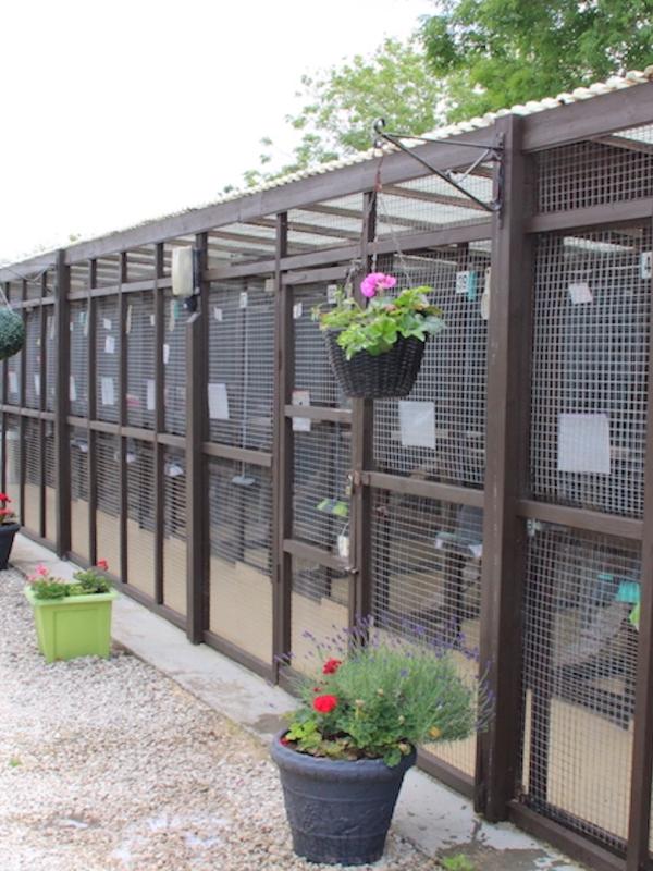 Appleby Country Cattery